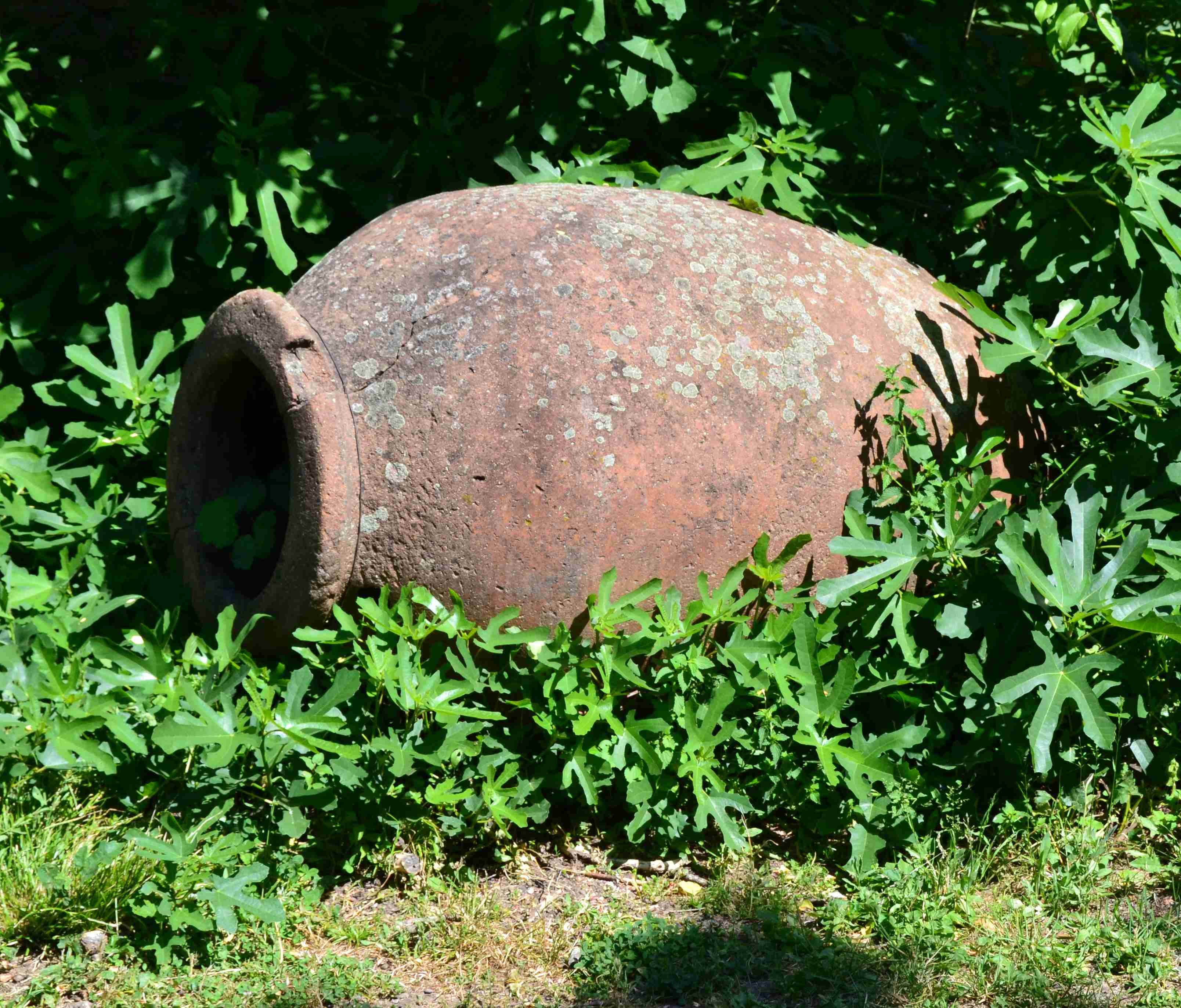 DSC 0526