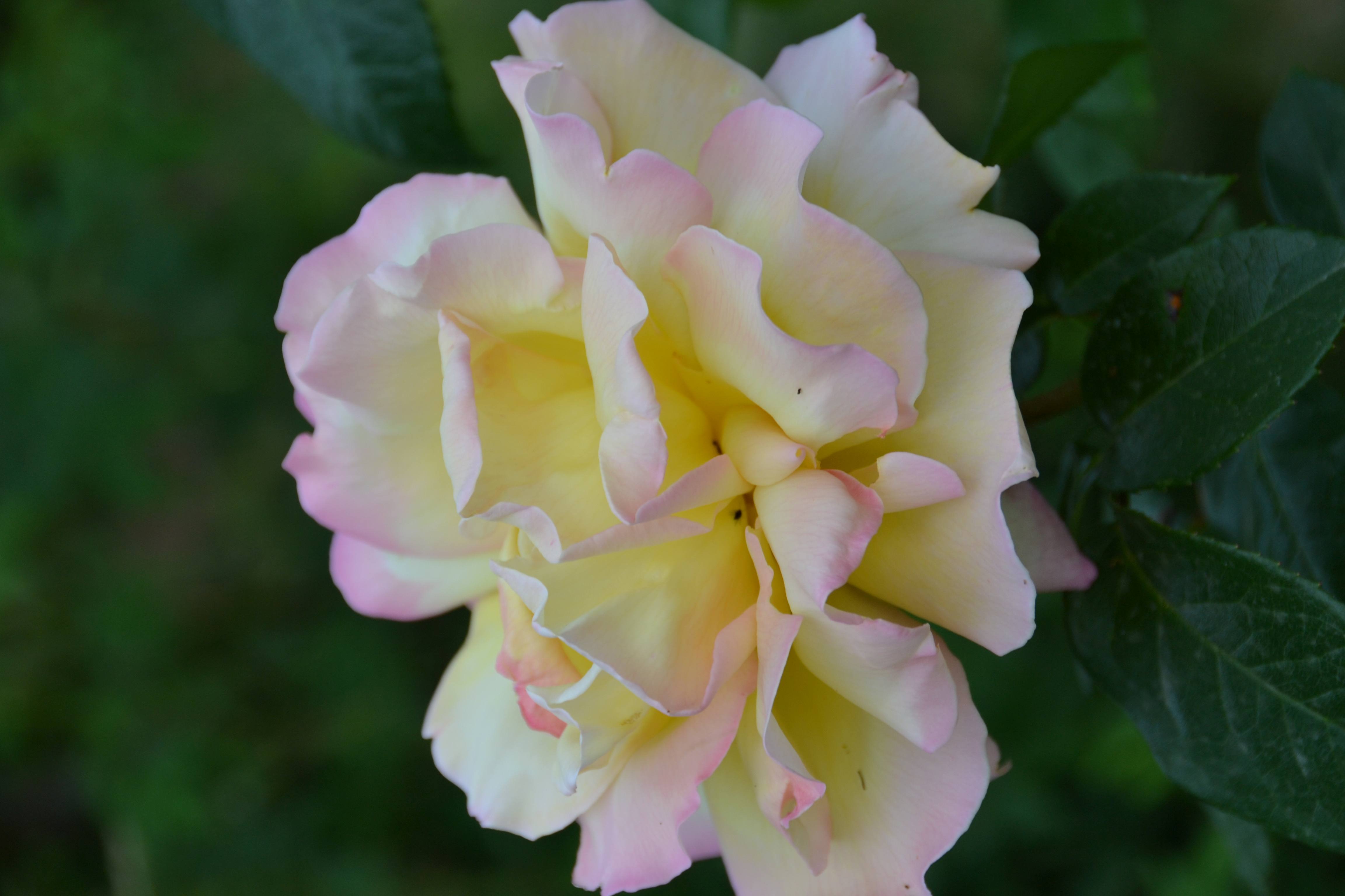 DSC 0845
